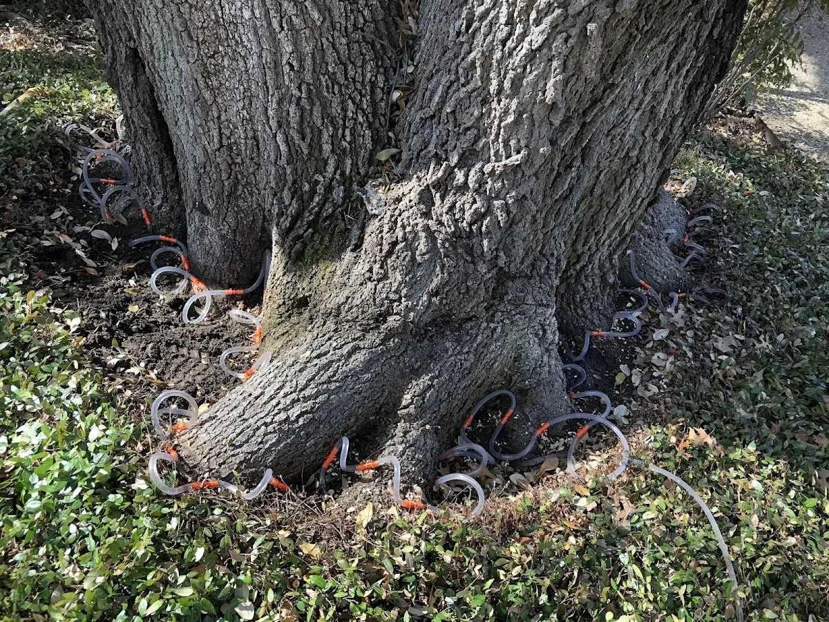Detailed Tree Cabling and Bracing job site in Tanacross