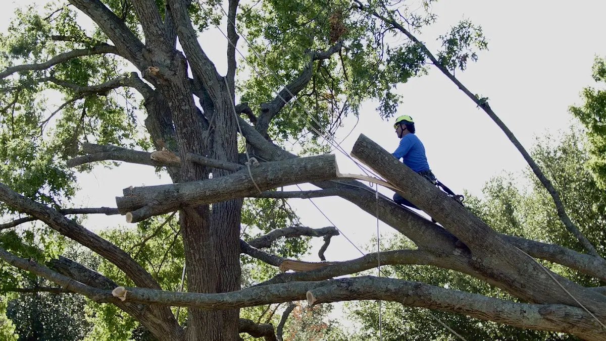 Professional Crown Thinning performed by certified arborists in Tanacross